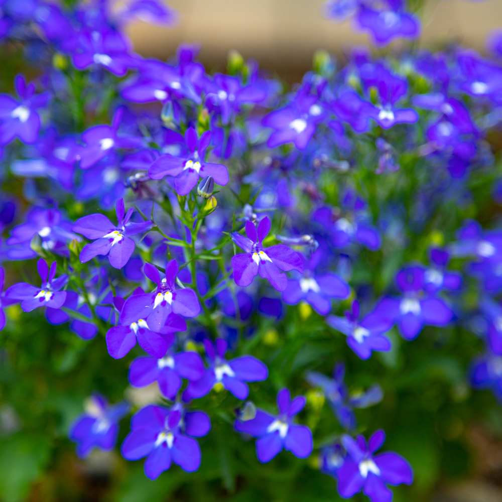 400 Crystal Palace Lobelia Erinus Purple Blue Flower Seeds, Non-GMO, Hardy, Compact Flowers for Hanging Baskets & Gardens