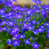 400 Crystal Palace Lobelia Erinus Purple Blue Flower Seeds, Non-GMO, Hardy, Compact Flowers for Hanging Baskets & Gardens