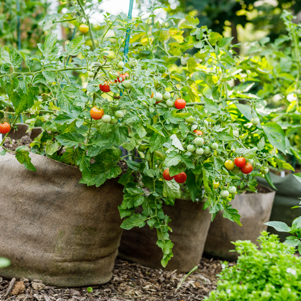 25 Rainbow Cherry Tomato Seeds, Non-GMO, Heirloom, Sweet & Juicy Multi-Color Tomatoes, Vegetable Seeds for Fresh Salads & Gardening