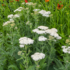1500 White Yarrow Seeds, Non GMO, High Yield, Charming Long-Lasting Flower Accent, Perennial Flower Seeds, Perfect for Outdoor Spaces