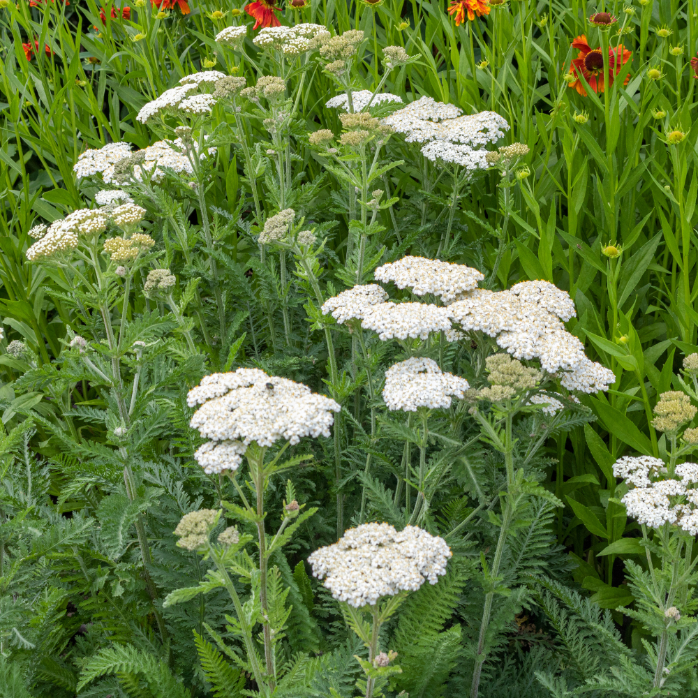 1500 White Yarrow Seeds, Non GMO, High Yield, Charming Long-Lasting Flower Accent, Perennial Flower Seeds, Perfect for Outdoor Spaces