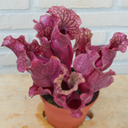 30 Purple Pitcher Plant Seeds, Non GMO, Cold Hardy Carnivorous Pitcher Plant, Perfect for Indoor Terrariums, Gardens & Containers