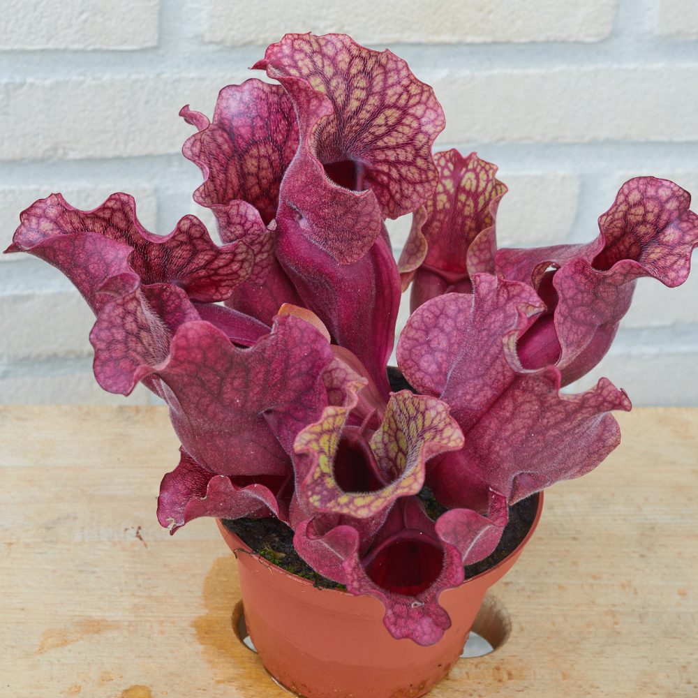 30 Purple Pitcher Plant Seeds, Non GMO, Cold Hardy Carnivorous Pitcher Plant, Perfect for Indoor Terrariums, Gardens & Containers