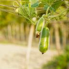 100 Bottle Gourd Seeds for Planting, Non GMO, Fast Growing Vegetable Seeds, Climbing Vine for Garden Trellis & Backyard