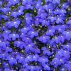400 Crystal Palace Lobelia Erinus Purple Blue Flower Seeds, Non-GMO, Hardy, Compact Flowers for Hanging Baskets & Gardens