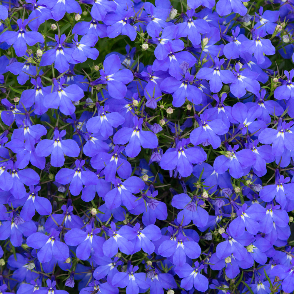 400 Crystal Palace Lobelia Erinus Purple Blue Flower Seeds, Non-GMO, Hardy, Compact Flowers for Hanging Baskets & Gardens