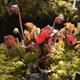 90 Purple Pitcher Plant Seeds, Non GMO, Low Maintenance, Hanging Traps Pitcher Seeds, Ideal for Outdoor Spaces