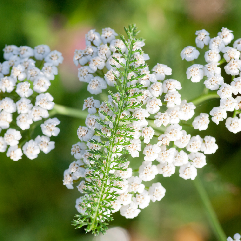500 White Yarrow Seeds, Non GMO, Hardy, Drought Tolerant Native Flower, High-Yielding Achillea Groundcover for Rock Gardens
