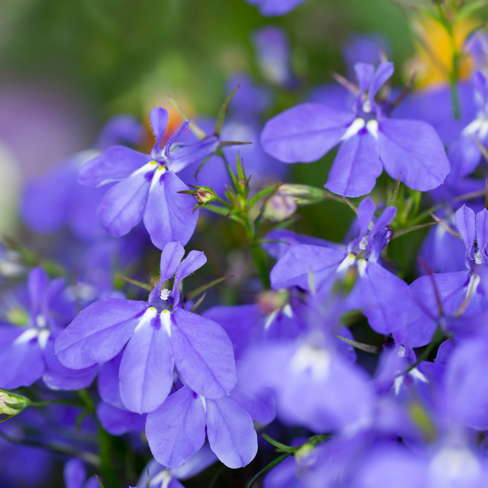 400 Crystal Palace Lobelia Erinus Purple Blue Flower Seeds, Non-GMO, Hardy, Compact Flowers for Hanging Baskets & Gardens