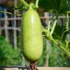 100 Bottle Gourd Seeds for Planting, Non GMO, Fast Growing Vegetable Seeds, Climbing Vine for Garden Trellis & Backyard