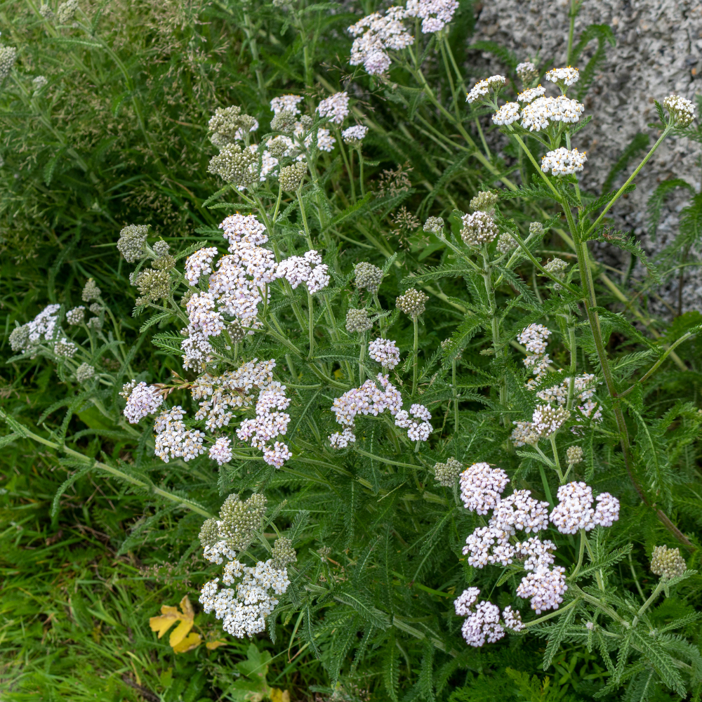 500 White Yarrow Seeds, Non GMO, Hardy, Drought Tolerant Native Flower, High-Yielding Achillea Groundcover for Rock Gardens