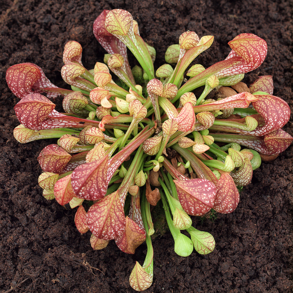 30 Purple Pitcher Plant Seeds, Non GMO, Cold Hardy Carnivorous Pitcher Plant, Perfect for Indoor Terrariums, Gardens & Containers