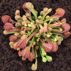 30 Purple Pitcher Plant Seeds, Non GMO, Cold Hardy Carnivorous Pitcher Plant, Perfect for Indoor Terrariums, Gardens & Containers
