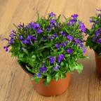 400 Crystal Palace Lobelia Erinus Purple Blue Flower Seeds, Non-GMO, Hardy, Compact Flowers for Hanging Baskets & Gardens