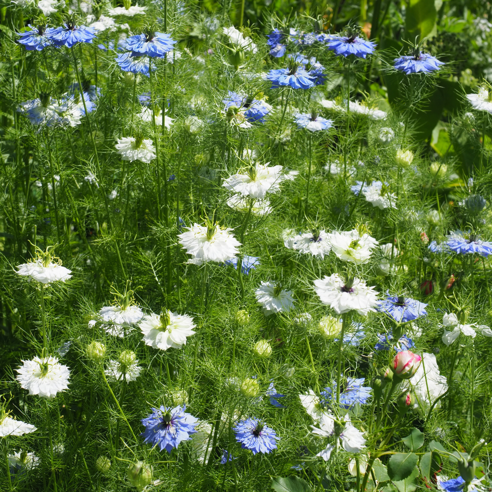Blue Love In A Mist, Nigella damascena Flower Seeds, 100 Pcs, Non-GMO, Annual Vibrant True Blue Jewel Flowers with Misty Foliage, for Cut Garden