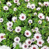 120 White Cape Daisy Seeds, Heirloom, Easy to Grow White African Daisy Seeds, High-Yielding Compact Flower Bush for Containers, Window Boxes & Gardens