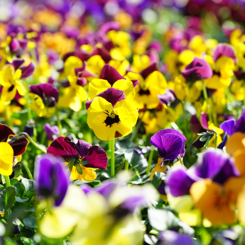 100 Swiss Giants Pansy Seeds Mix, Non GMO, Cold Hardy Flower Seeds, Long-Lasting, Vibrant Cool Season Blooms for Pots, Borders & Gardens