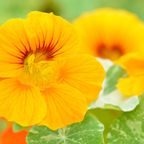 25 Variegated Alaska Mix Seeds (Tropaeolum nanum), Non GMO, Heirloom Edible Flower & Vegetable Seeds, Colorful Summer Blooms with Marbled Foliage, for Outdoor Planting