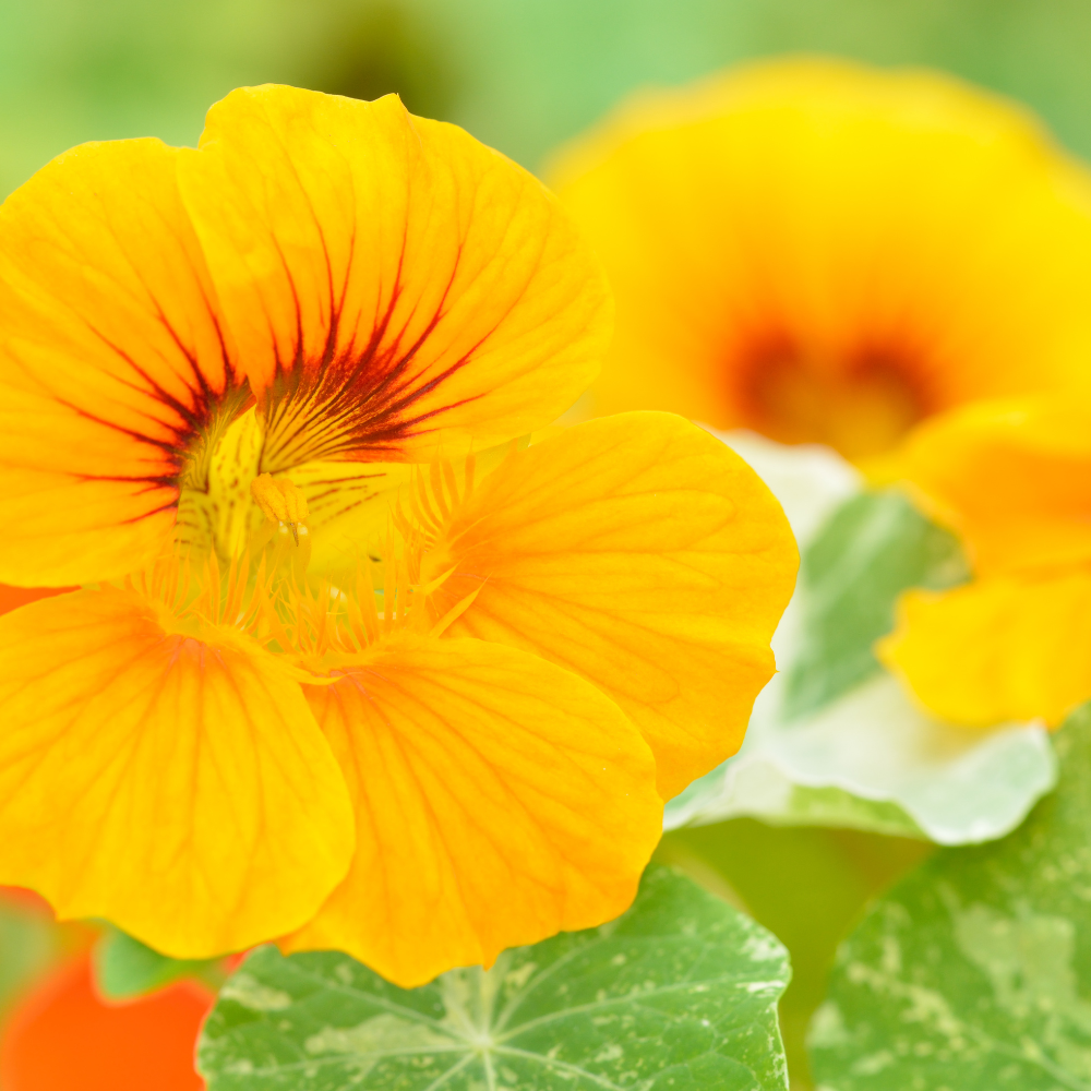 25 Variegated Alaska Mix Seeds (Tropaeolum nanum), Non GMO, Heirloom Edible Flower & Vegetable Seeds, Colorful Summer Blooms with Marbled Foliage, for Outdoor Planting