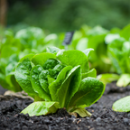 500 Romaine Lettuce Seeds - Parris Island Cos, Non GMO Vegetable Seeds, Heirloom, High-Yield Tender Leafy Greens, for Fresh Salads & Outdoor Planting