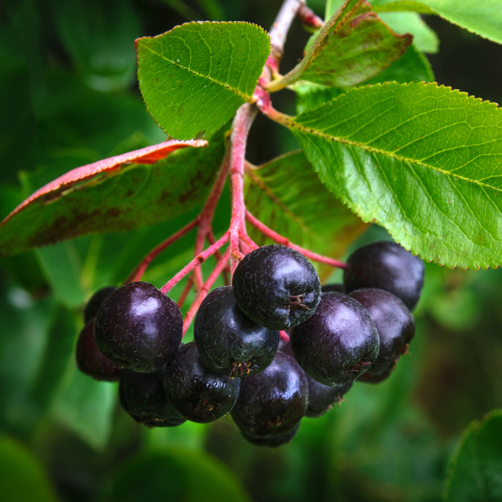 100 Pcs Garden Huckleberry Seeds, Non GMO, Heirloom Fruit Seeds, Suitable for Outdoor Garden & Borders