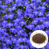 600 Crystal Palace Lobelia Erinus Violet Blue Flower Seeds, Non-GMO, Heirlooms, Compact Flowers Seeds for Patio Containers and Pollinator Gardens