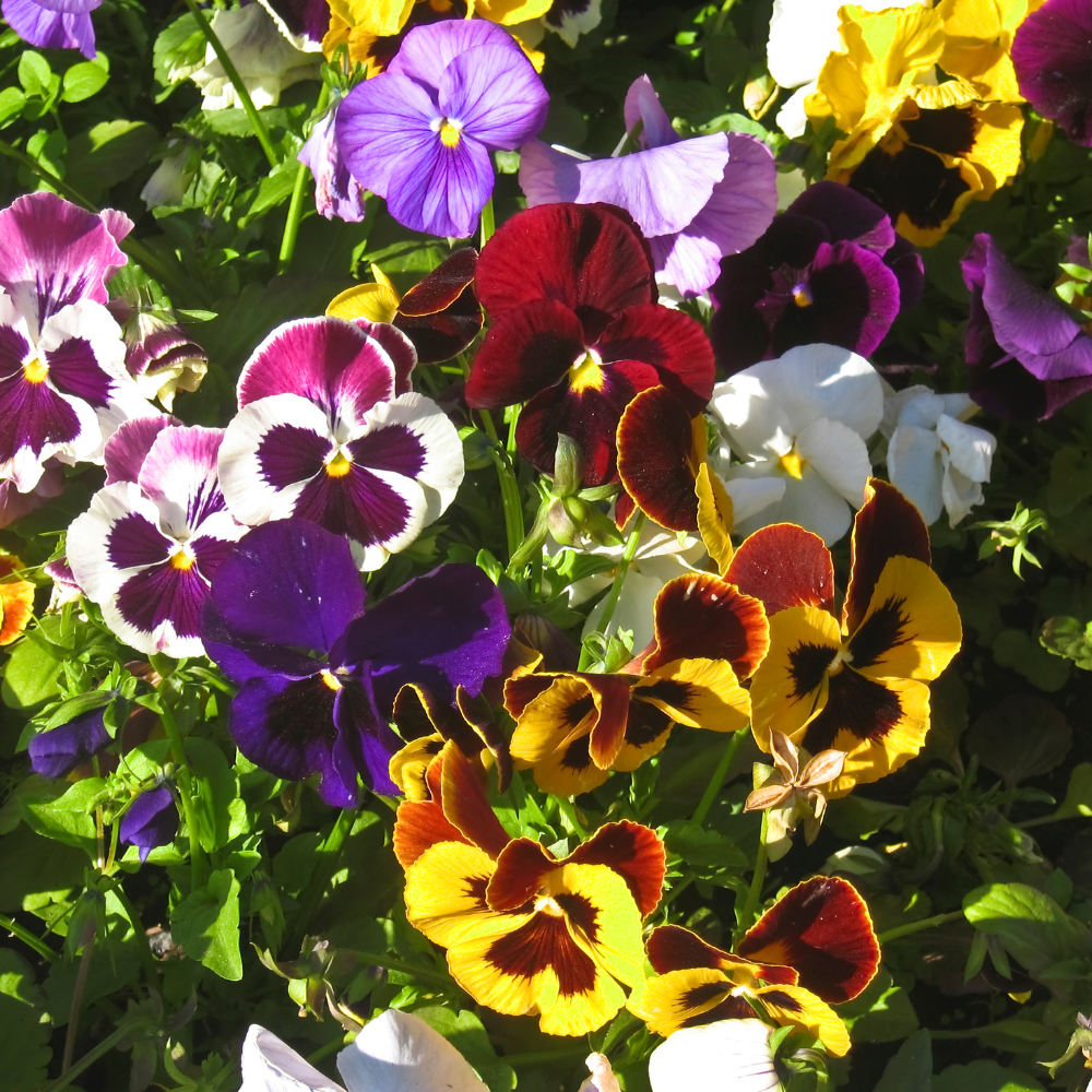 300 Swiss Giants Pansy Seed Mix for Planting, Heirloom, Non-GMO Viola Bush, Charming Cottage Garden Flower Seeds, for Pots, Borders & Gardens