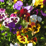 300 Swiss Giants Pansy Seed Mix for Planting, Heirloom, Non-GMO Viola Bush, Charming Cottage Garden Flower Seeds, for Pots, Borders & Gardens