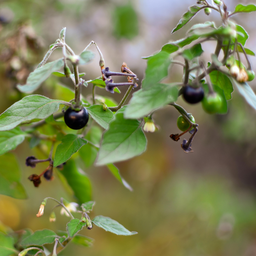 Garden Huckleberry Seeds, 150 Pcs, Heirloom, High Yield, Easy Care Fruit Seeds, for Pots, Containers, and Backyard Gardens