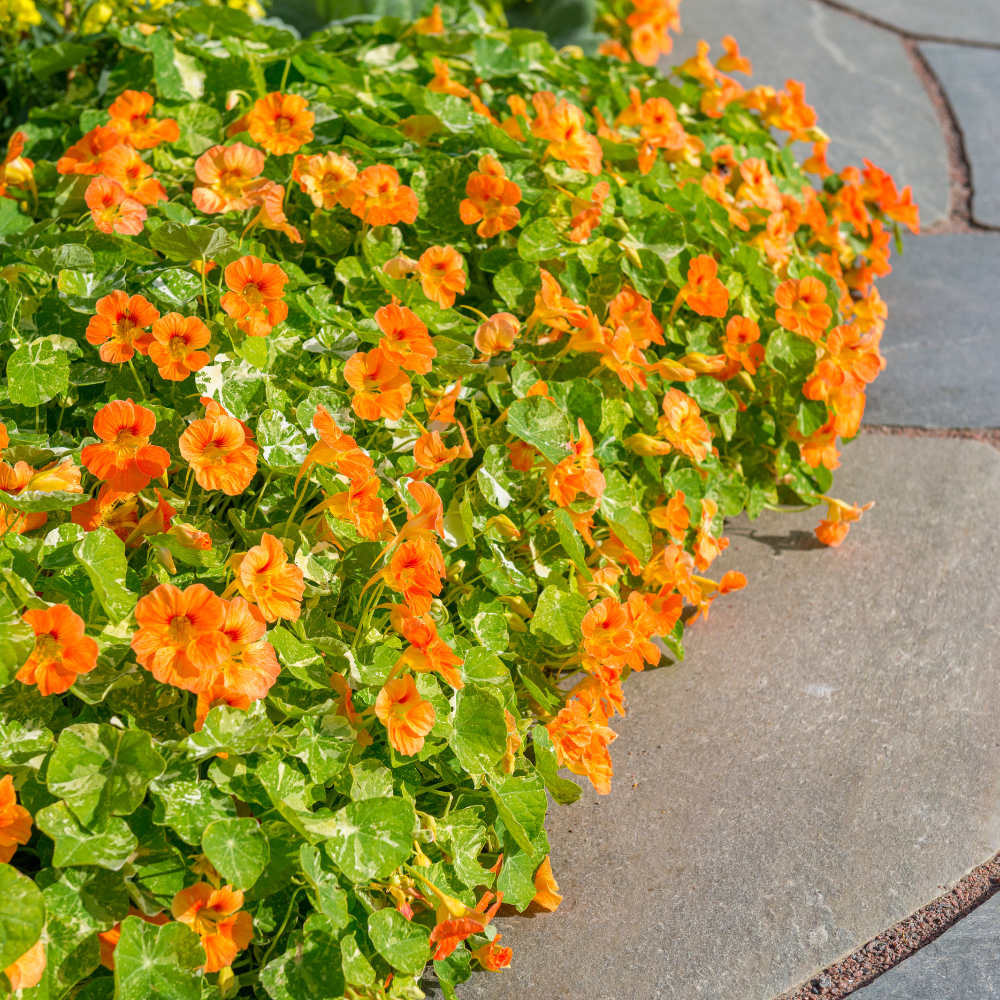 25 Variegated Alaska Mix Seeds (Tropaeolum nanum), Non GMO, Heirloom Edible Flower & Vegetable Seeds, Colorful Summer Blooms with Marbled Foliage, for Outdoor Planting