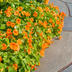 25 Variegated Alaska Mix Seeds (Tropaeolum nanum), Non GMO, Heirloom Edible Flower & Vegetable Seeds, Colorful Summer Blooms with Marbled Foliage, for Outdoor Planting