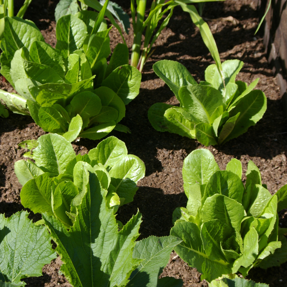500 Romaine Lettuce Seeds - Parris Island Cos, Non GMO Vegetable Seeds, Heirloom, High-Yield Tender Leafy Greens, for Fresh Salads & Outdoor Planting