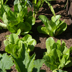 500 Romaine Lettuce Seeds - Parris Island Cos, Non GMO Vegetable Seeds, Heirloom, High-Yield Tender Leafy Greens, for Fresh Salads & Outdoor Planting