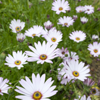 180 White Cape Daisy Seeds, Non GMO, Low Maintenance, High-Yield White Perennial Blooms, Perfect for Gardens & Landscaping