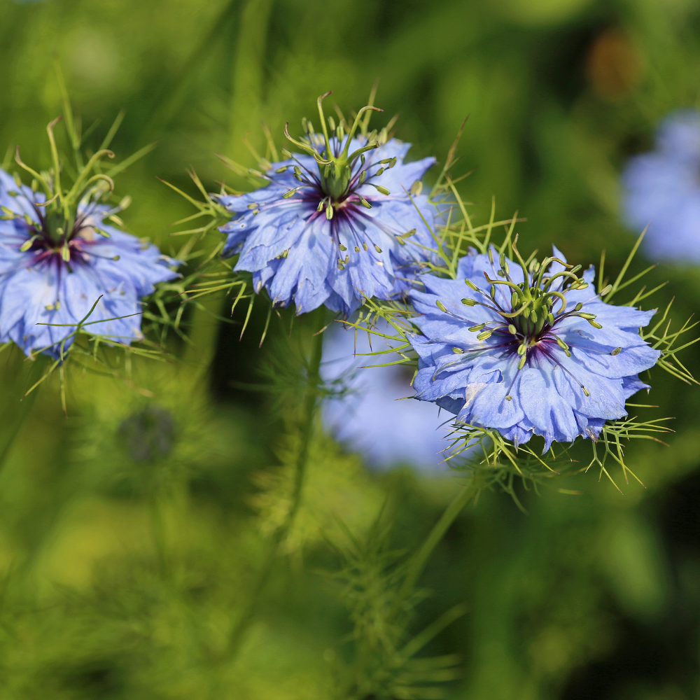 Blue Love In A Mist, 300 Nigella damascena Flower Seeds, Non-GMO, Annual High-Yield Soft Blue Misty Blooms, Ideal for Window Boxes, Borders & Gardens