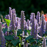 750 Anise Hyssop Seeds, Non GMO, Long Lasting Blooms, Decorative Flower Seeds for Containers & Outdoor Planting