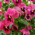 100 Swiss Giants Pansy Seeds Mix, Non GMO, Cold Hardy Flower Seeds, Long-Lasting, Vibrant Cool Season Blooms for Pots, Borders & Gardens