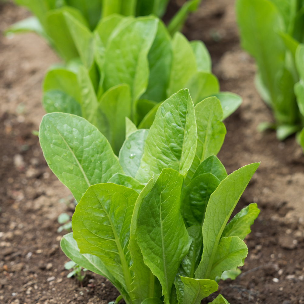 1000 Parris Island Cos Romaine Lettuce Seeds, Heirloom, Easy to Grow Lettuce Seeds, Crisp Crunchy Greens for Backyard Garden, Patios & Containers