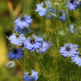 Blue Love In A Mist, 200 Nigella damascena Flower Seeds, High Yield, Easy to Grow, Spectacular Sky Blue Cut Flower, Ideal for Outdoor Spaces
