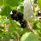 100 Pcs Garden Huckleberry Seeds, Non GMO, Heirloom Fruit Seeds, Suitable for Outdoor Garden & Borders
