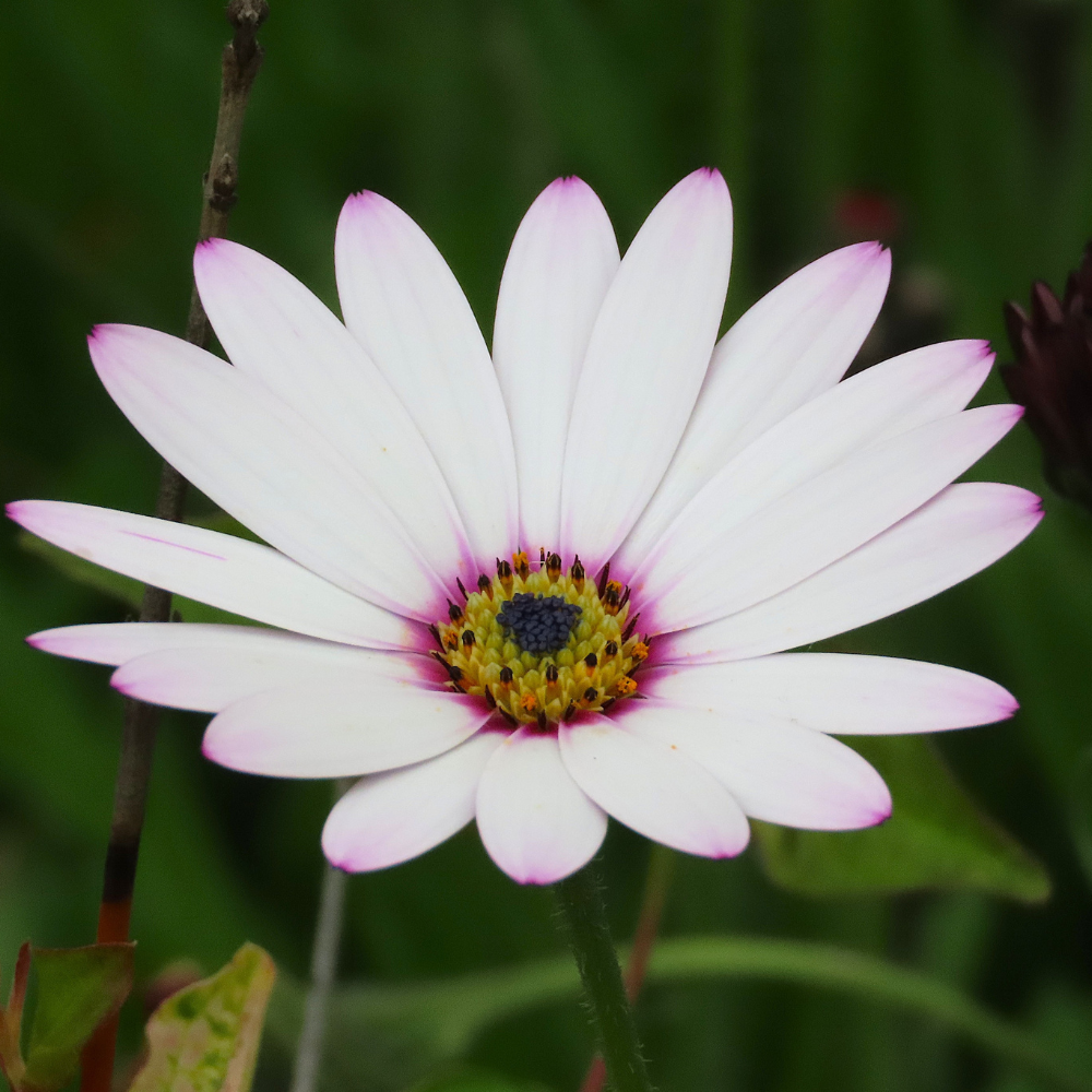 60 White Cape Daisy Seeds for Planting Outdoors, Non GMO, Drought Tolerant, Vibrant White Flower with Blue Purple Center, Perennial for Pots and Patio