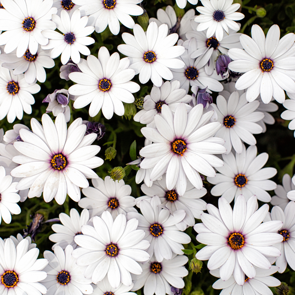 180 White Cape Daisy Seeds, Non GMO, Low Maintenance, High-Yield White Perennial Blooms, Perfect for Gardens & Landscaping