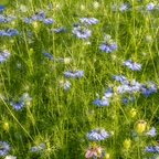 Blue Love In A Mist, Nigella damascena Flower Seeds, 100 Pcs, Non-GMO, Annual Vibrant True Blue Jewel Flowers with Misty Foliage, for Cut Garden