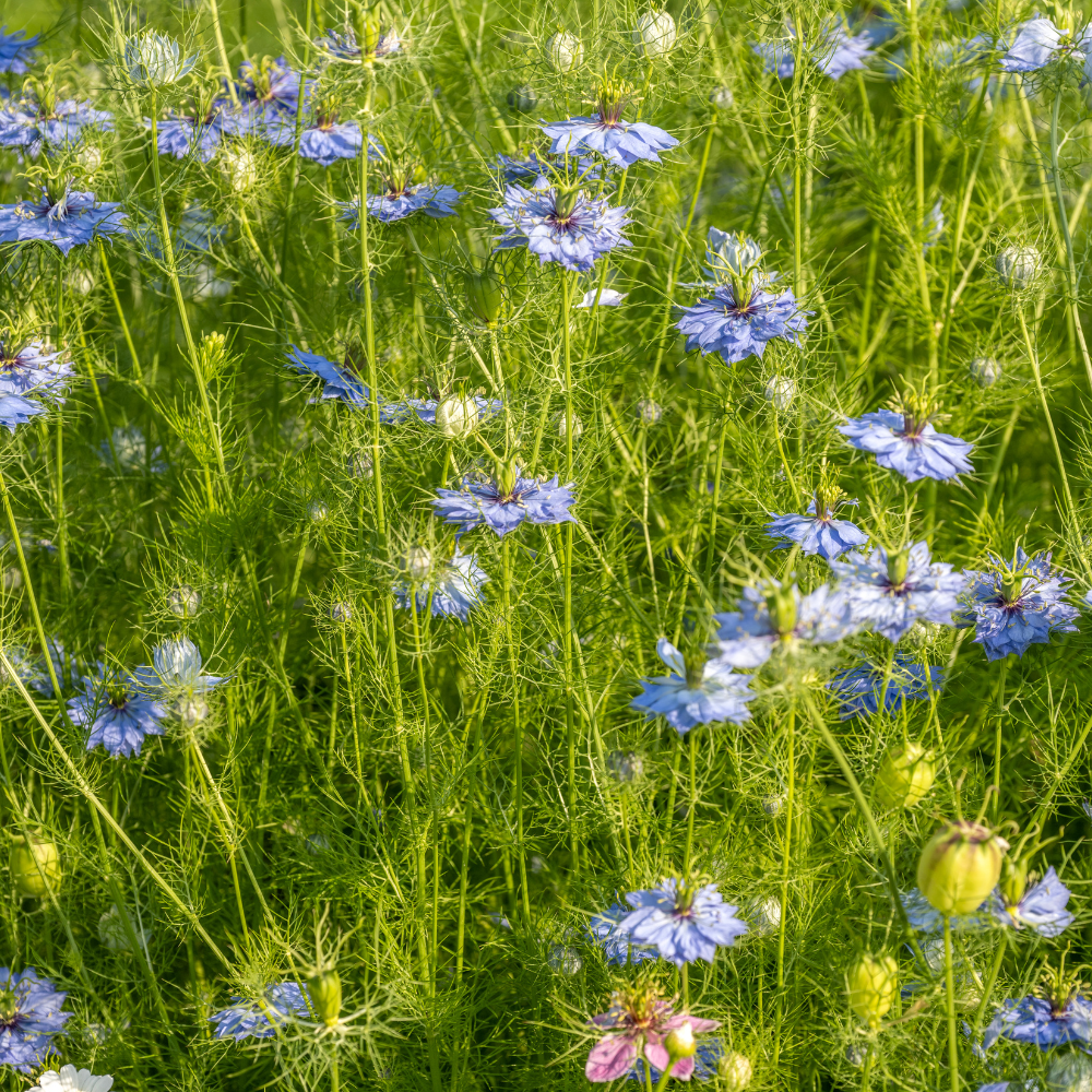 Blue Love In A Mist, Nigella damascena Flower Seeds, 100 Pcs, Non-GMO, Annual Vibrant True Blue Jewel Flowers with Misty Foliage, for Cut Garden