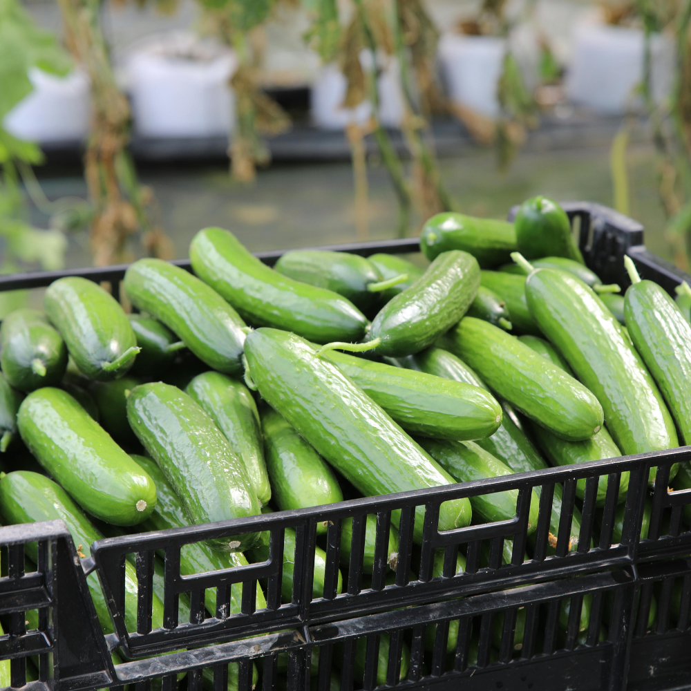 100 Tendergreen Burpless Cucumber Seeds, Heirloom, High-Yield Vegetable Seeds, for Fresh Salads, Pots, Containers & Outdoor Planting