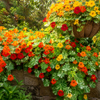 25 Variegated Alaska Mix Seeds (Tropaeolum nanum), Non GMO, Heirloom Edible Flower & Vegetable Seeds, Colorful Summer Blooms with Marbled Foliage, for Outdoor Planting