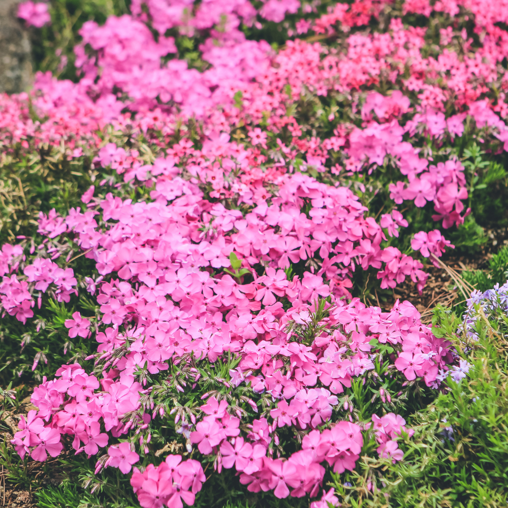 600 Pastel Shades Mix Phlox Seeds for Planting, Heirloom, Fast Growing, Sweet-Scented Annual Wildflower Seeds, Ideal for Outdoor Spaces