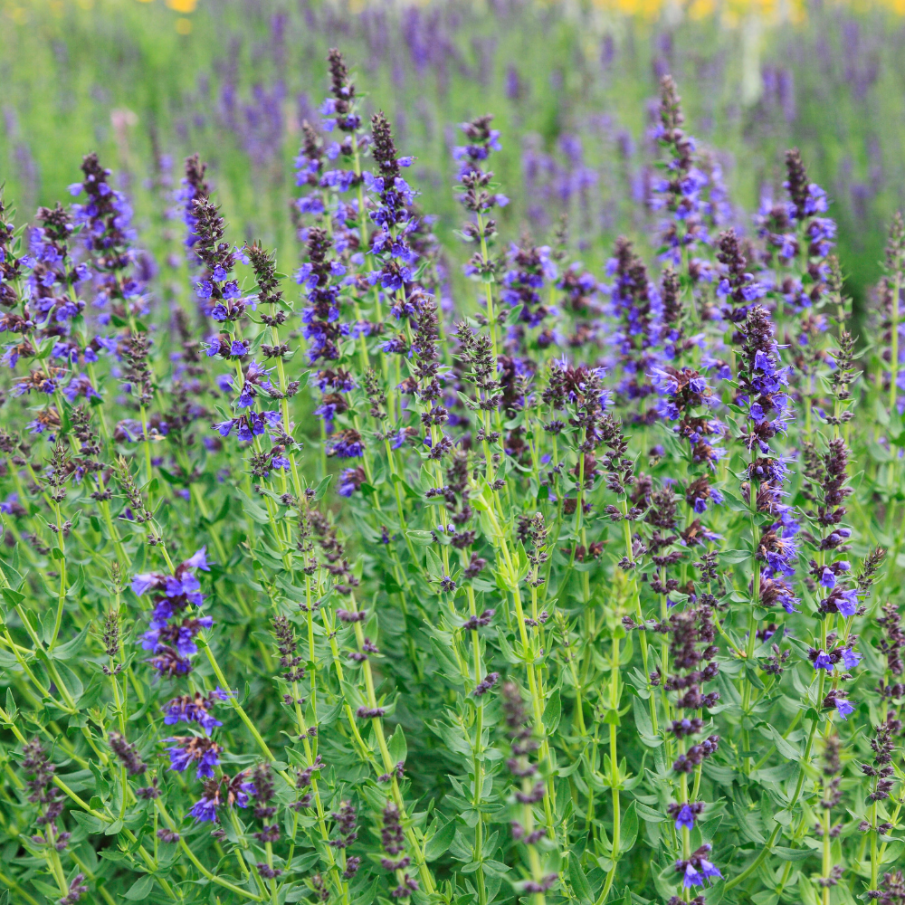 750 Anise Hyssop Seeds, Non GMO, Long Lasting Blooms, Decorative Flower Seeds for Containers & Outdoor Planting