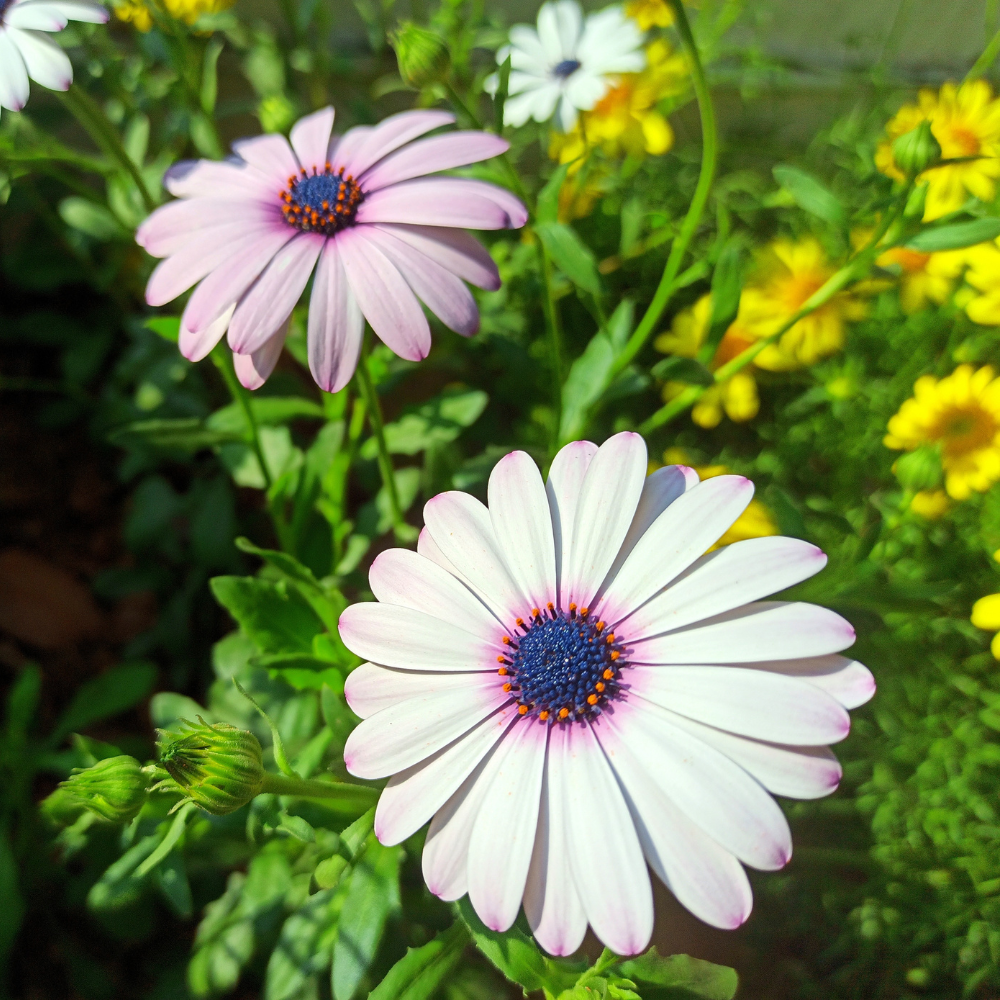 180 White Cape Daisy Seeds, Non GMO, Low Maintenance, High-Yield White Perennial Blooms, Perfect for Gardens & Landscaping