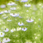 Blue Love In A Mist, Nigella damascena Flower Seeds, 100 Pcs, Non-GMO, Annual Vibrant True Blue Jewel Flowers with Misty Foliage, for Cut Garden